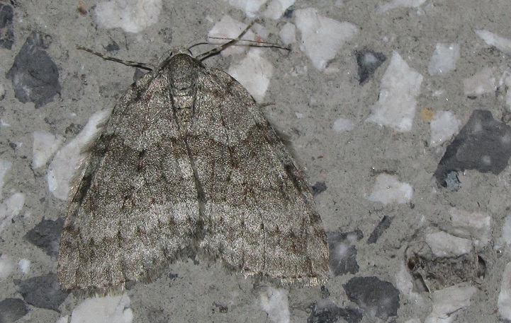 Epirrita sp.